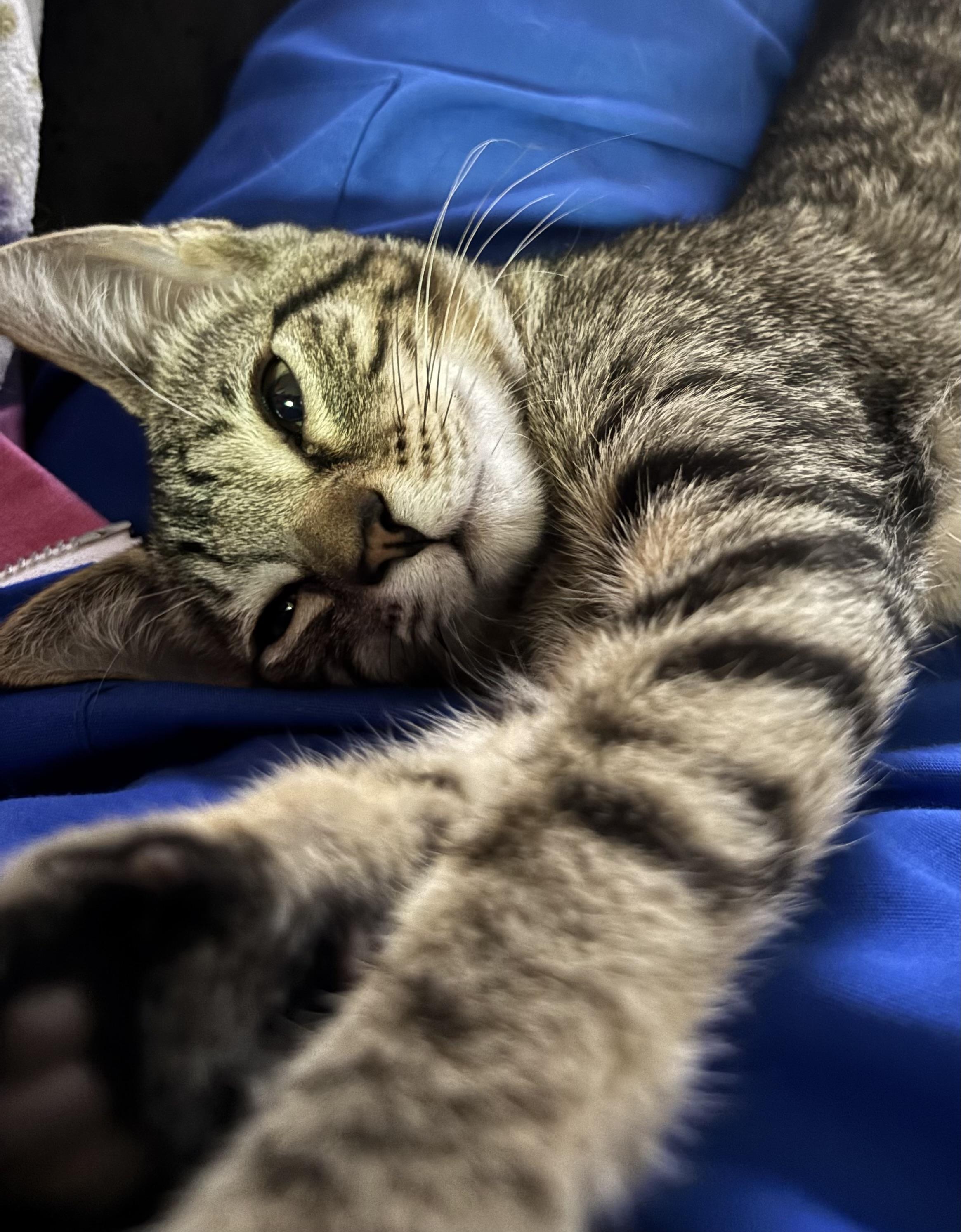 Frank(TS), Adoptable, Young Male Domestic Short Hair.