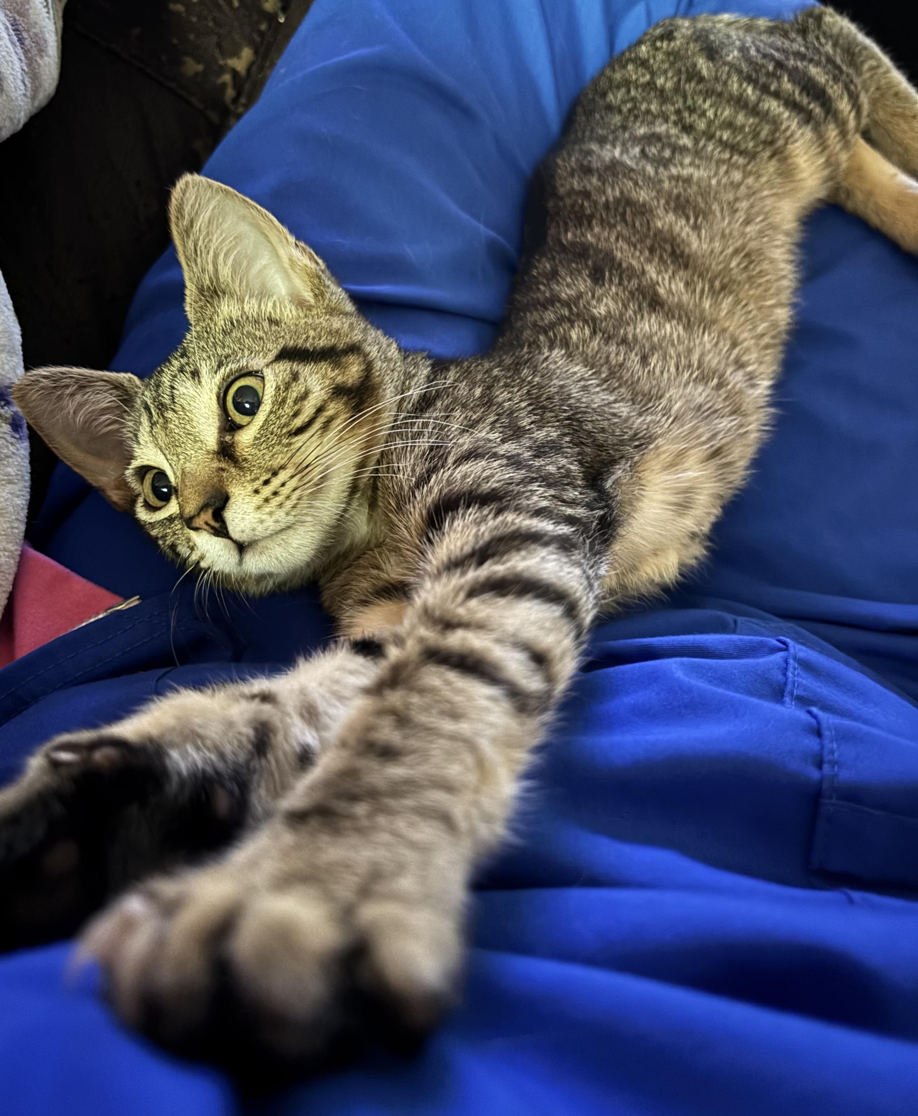 Enlarge Frank(TS), a Adoptable Domestic Short Hair in Schertz, TX image 2/3