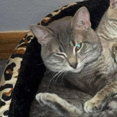 Enlarge Philly, a Adoptable American Shorthair in Rochester, MN image 1/2