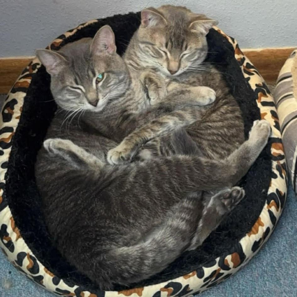 Enlarge Philly, a Adoptable American Shorthair in Rochester, MN image 2/2