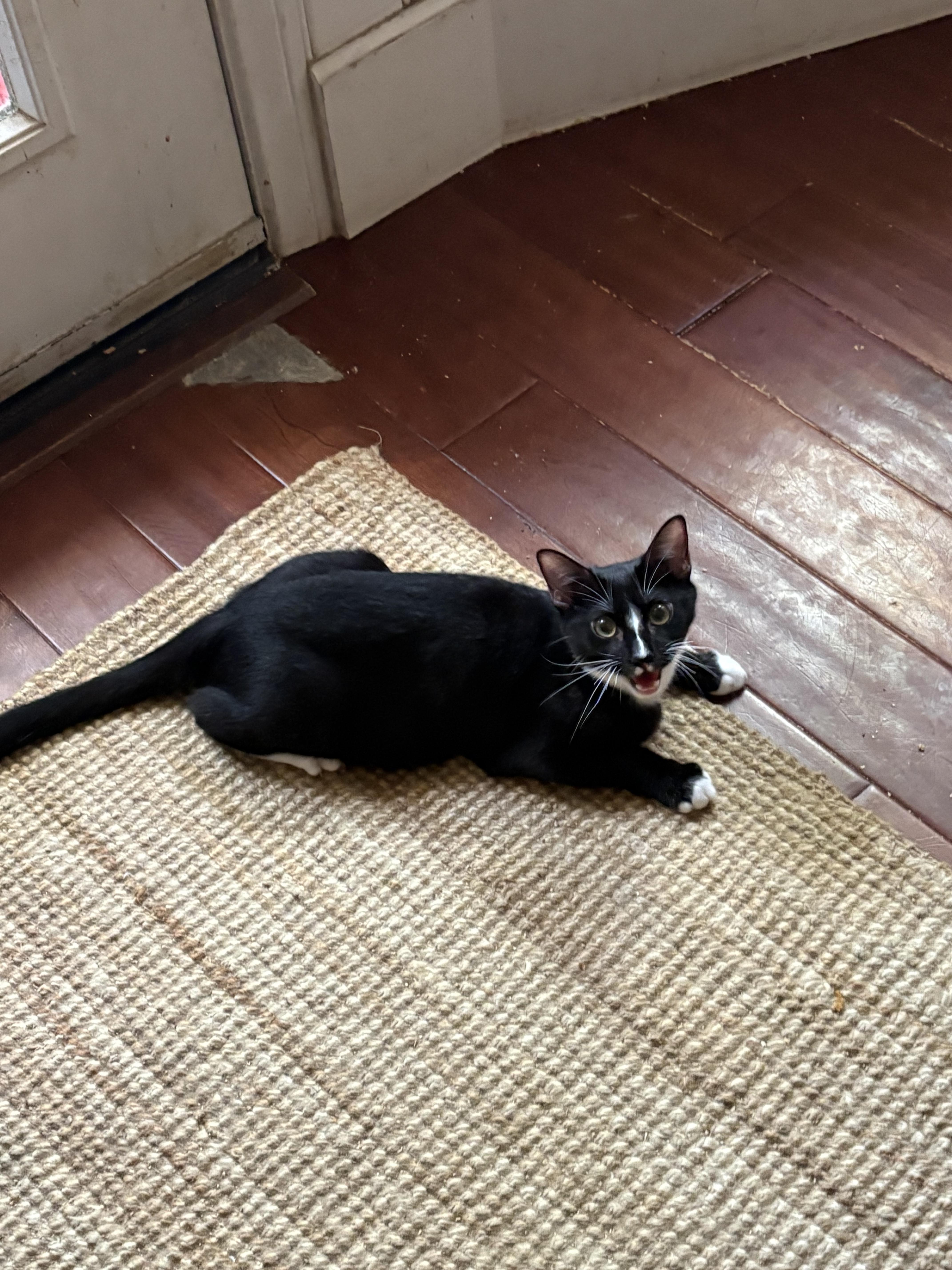 Enlarge Flint, a Adoptable Tuxedo in San Diego, CA image 1/1