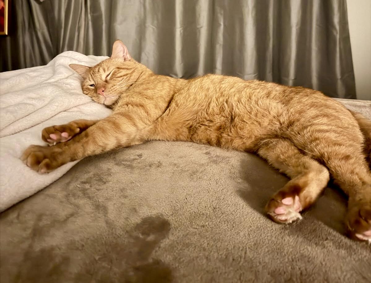 Enlarge Tigger (Consider yourself pounced), a ADOPTABLE Domestic Short Hair in Houston, TX image 3/3