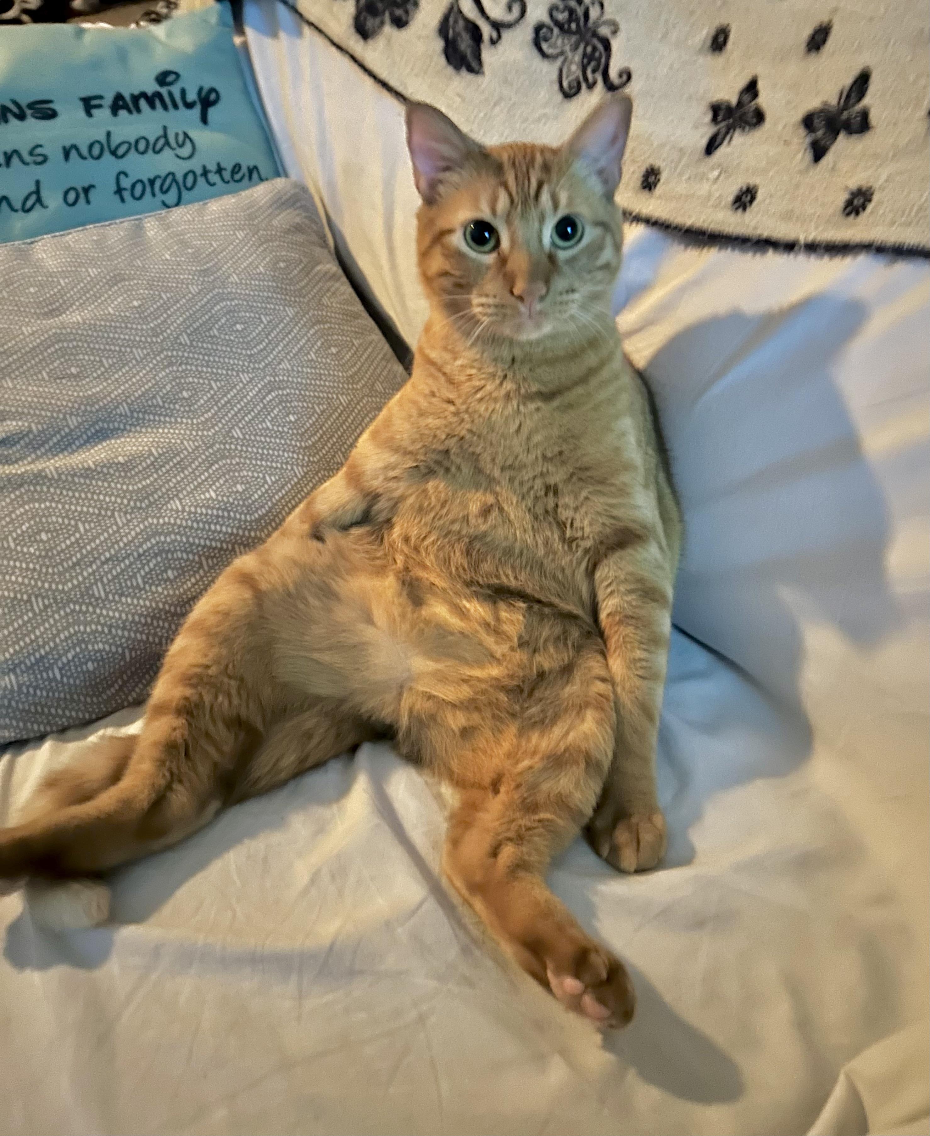 Tigger (Consider yourself pounced), ADOPTABLE, Young Male Domestic Short Hair.