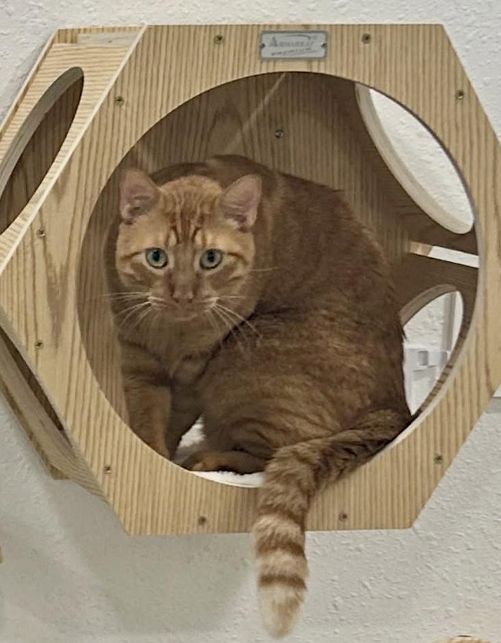 Tigger (Consider yourself pounced), a ADOPTABLE Domestic Short Hair in Houston, TX image 2/2