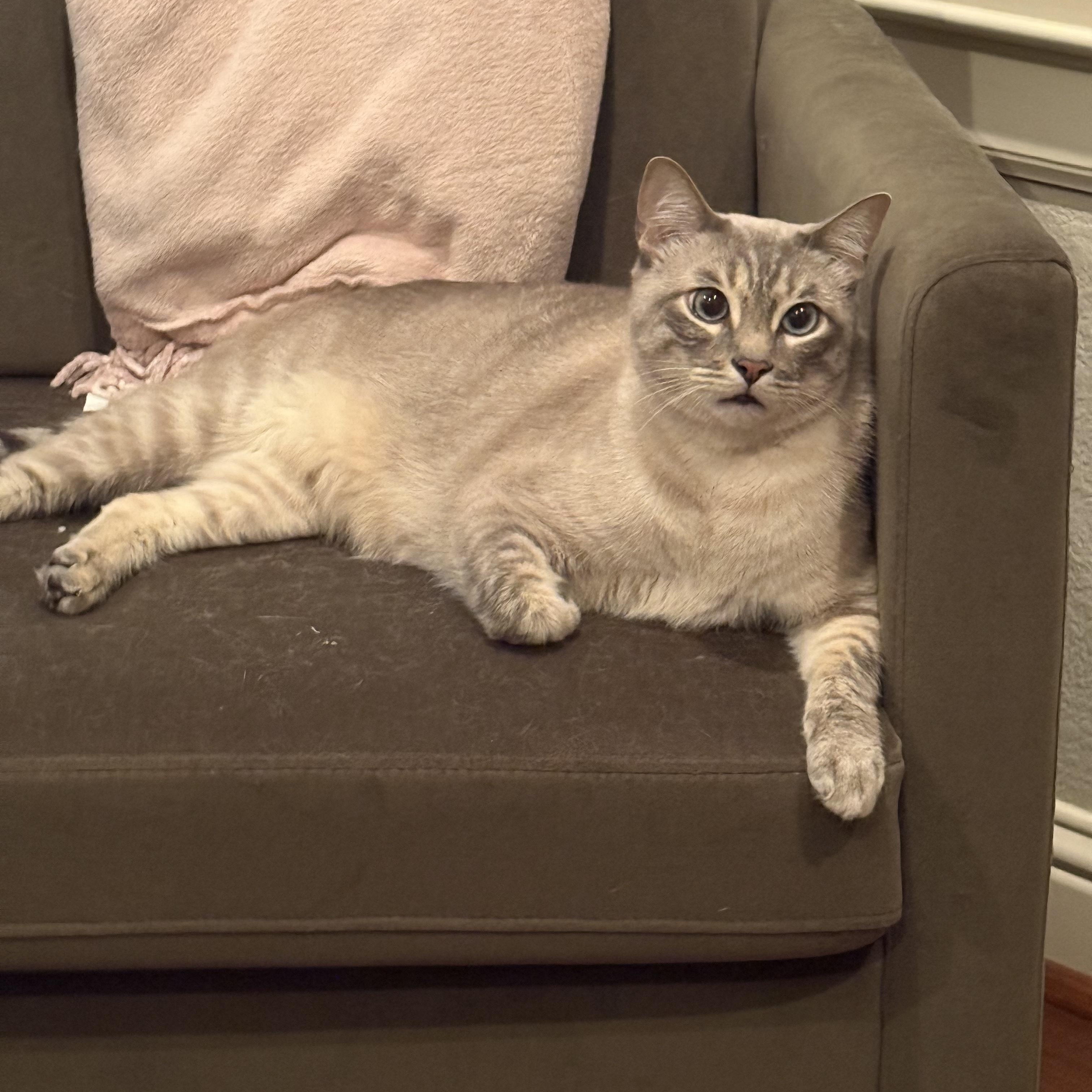 Jerricho OR14237-T, an adoptable mixed breed in Beaverton, OR image 3/4