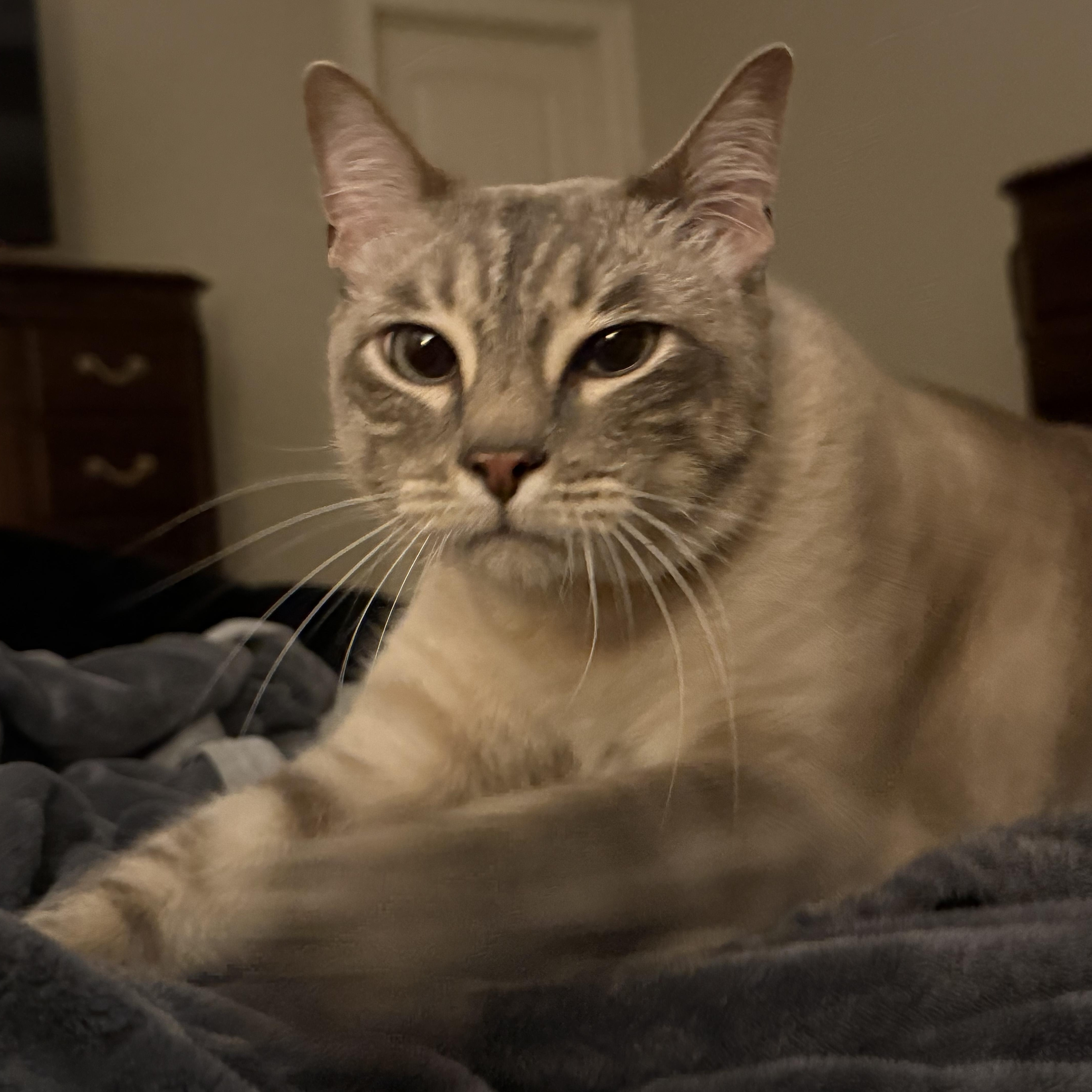 Jerricho OR14237-T, an adoptable mixed breed in Beaverton, OR image 2/4