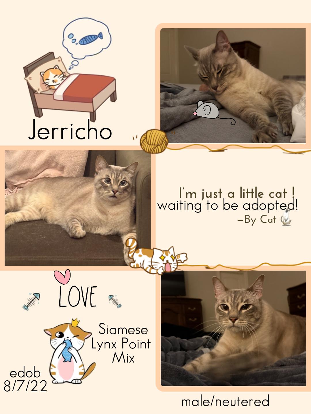Jerricho OR14237-T, adoptable, Kitten Male Siamese.