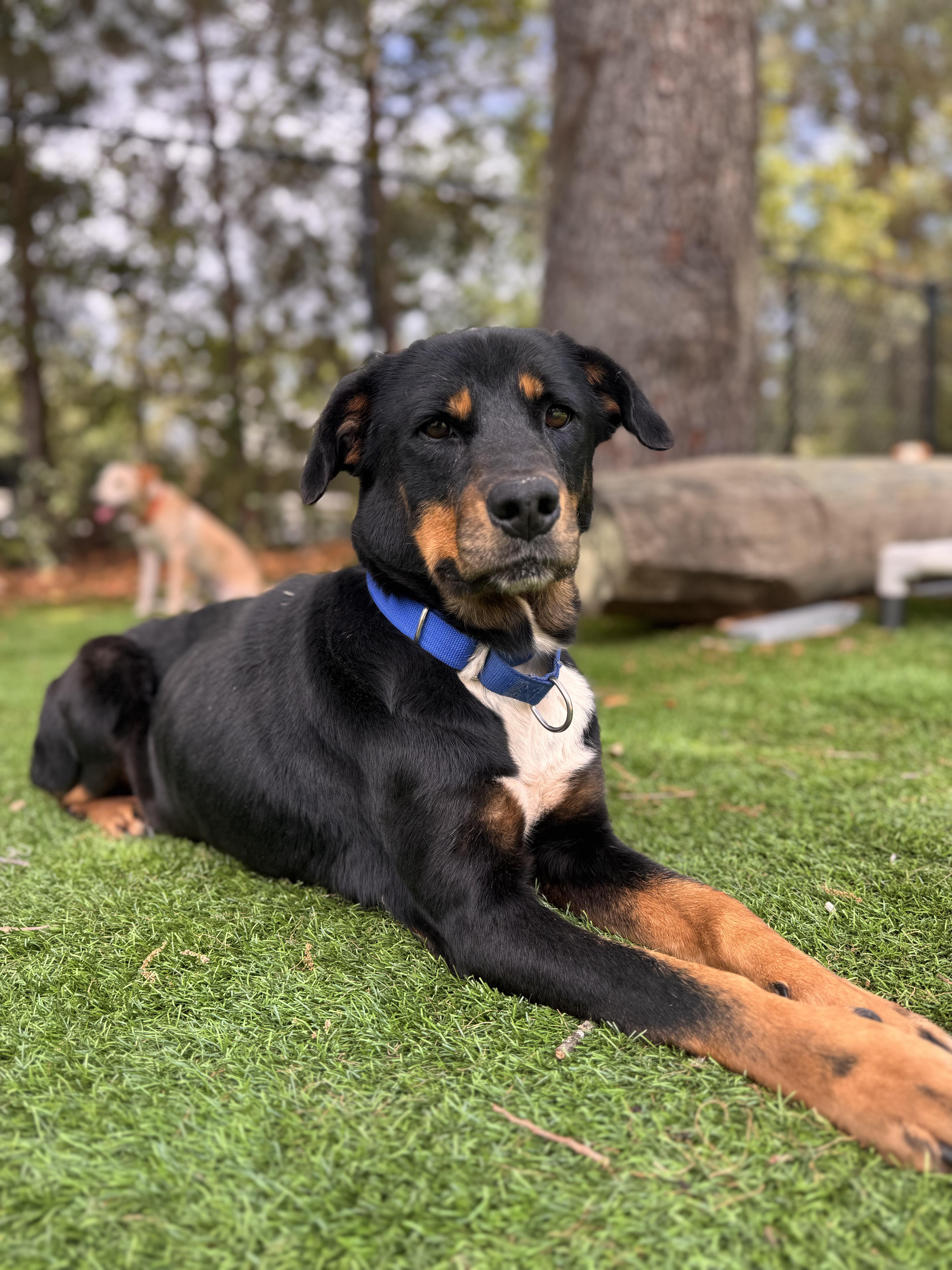 shimmer, ADOPTABLE, Adult Female Coonhound.