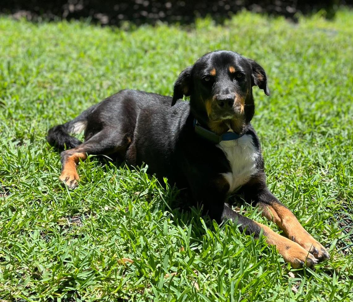 Enlarge shimmer, a ADOPTABLE Coonhound in Pawleys Island, SC image 2/2