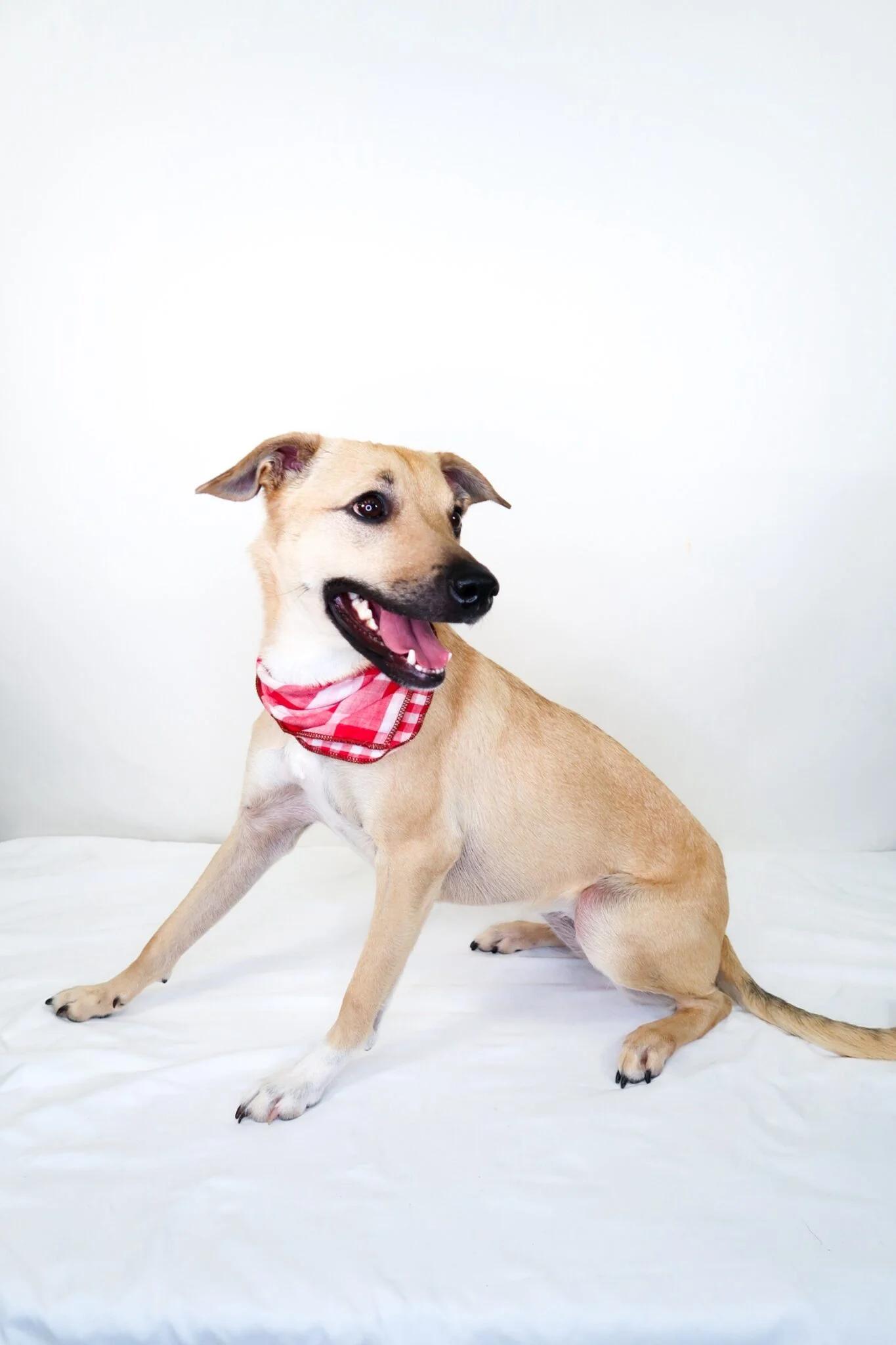 Annie Twist, a ADOPTABLE mixed breed in Bixby, OK image 3/5
