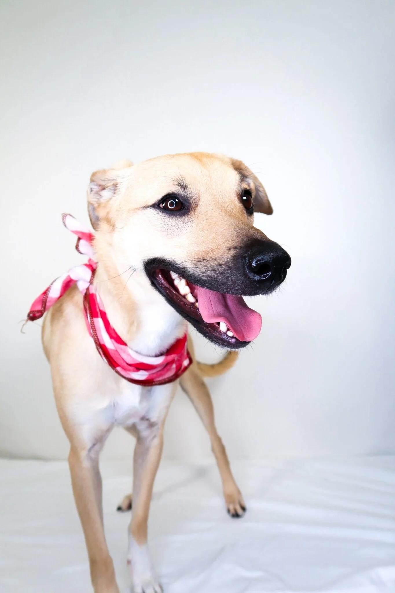 Annie Twist, a ADOPTABLE mixed breed in Bixby, OK image 4/5
