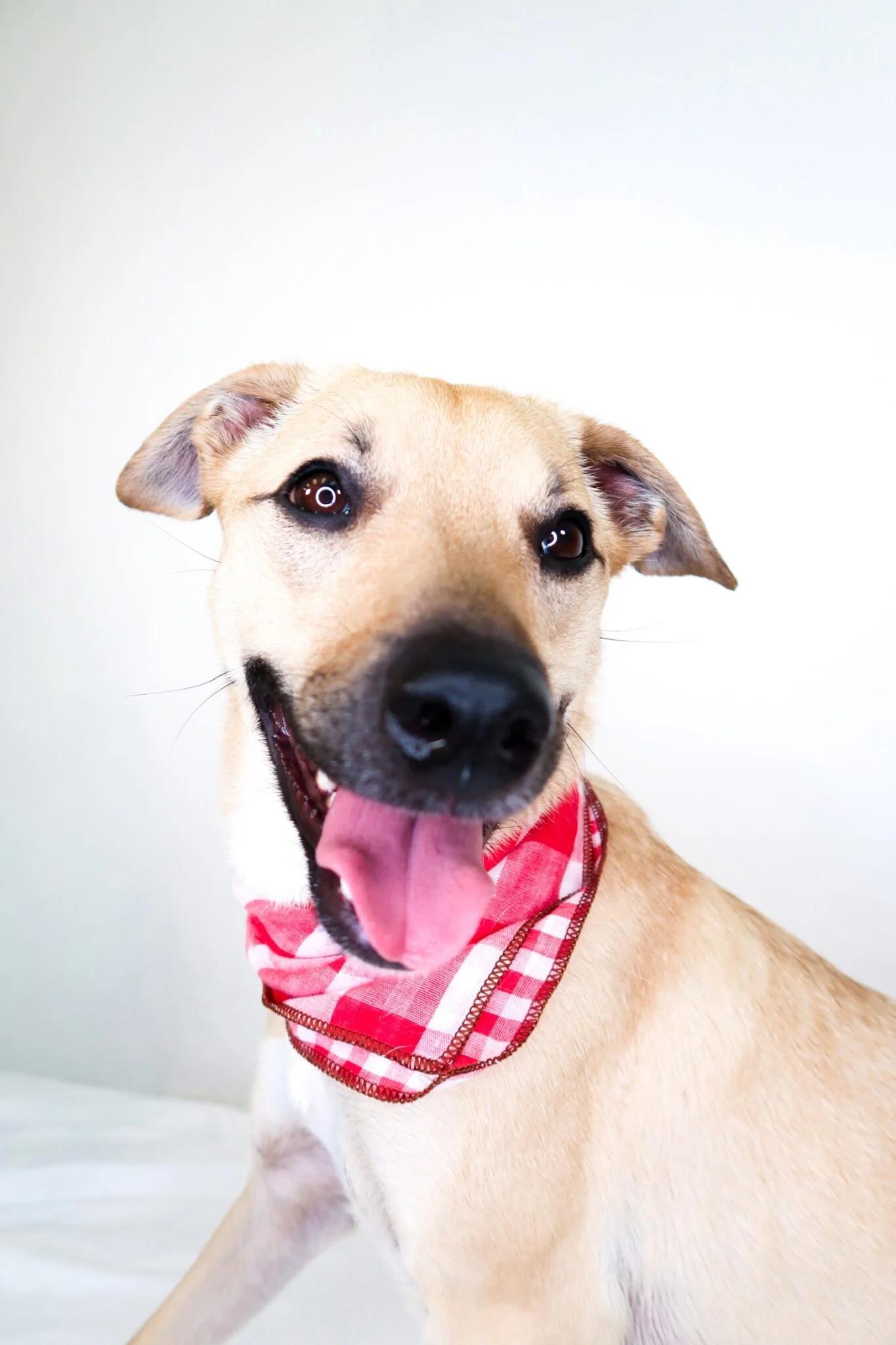 Annie Twist, ADOPTABLE, Adult Female Australian Shepherd & Pit Bull Terrier.