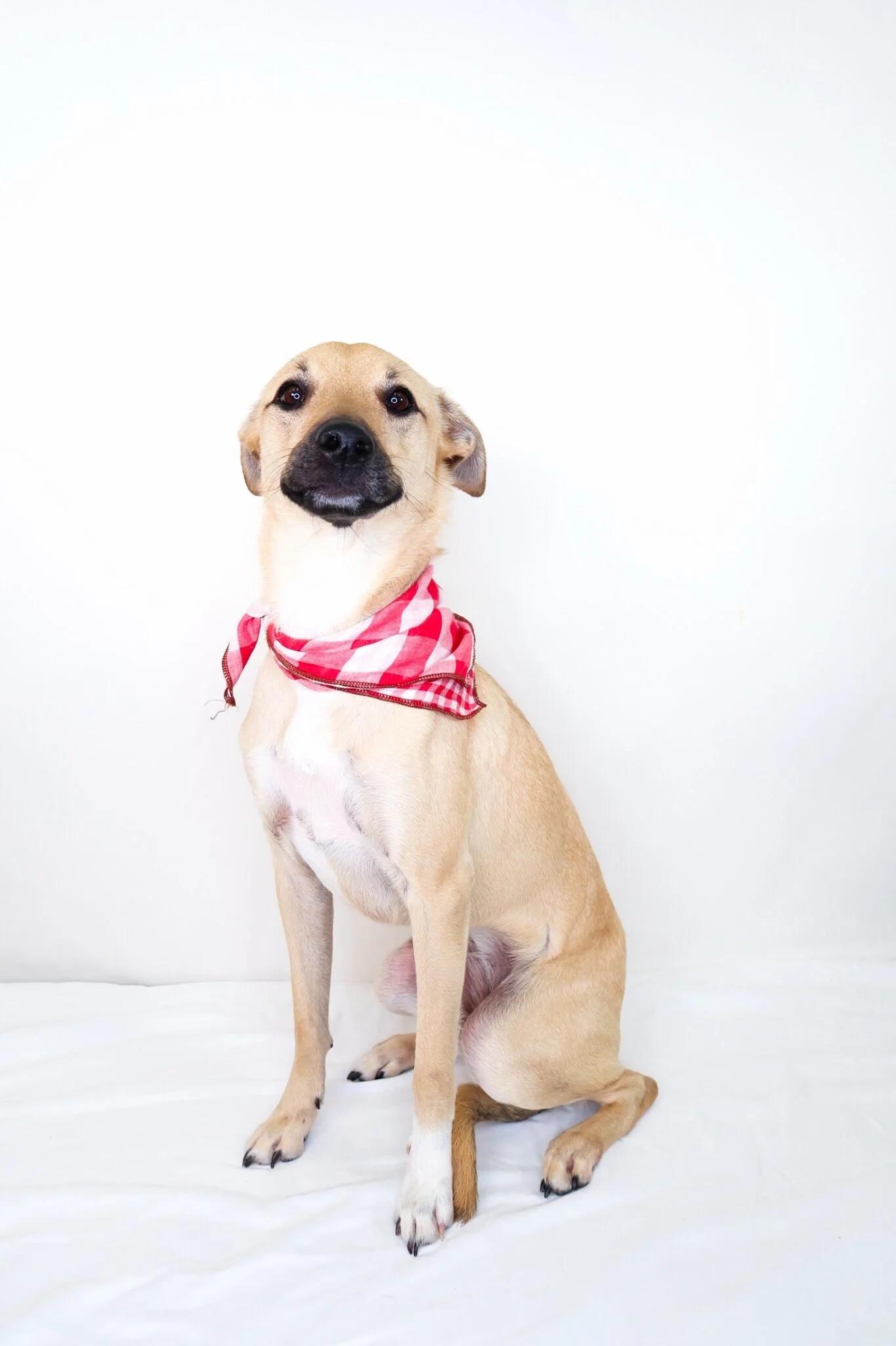 Annie Twist, a ADOPTABLE mixed breed in Bixby, OK image 2/5