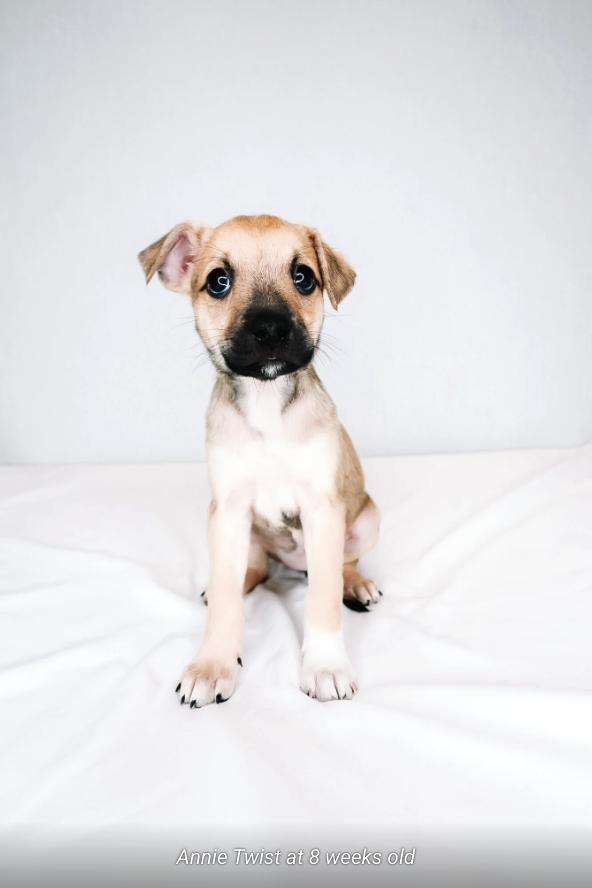 Annie Twist, a ADOPTABLE mixed breed in Bixby, OK image 5/5
