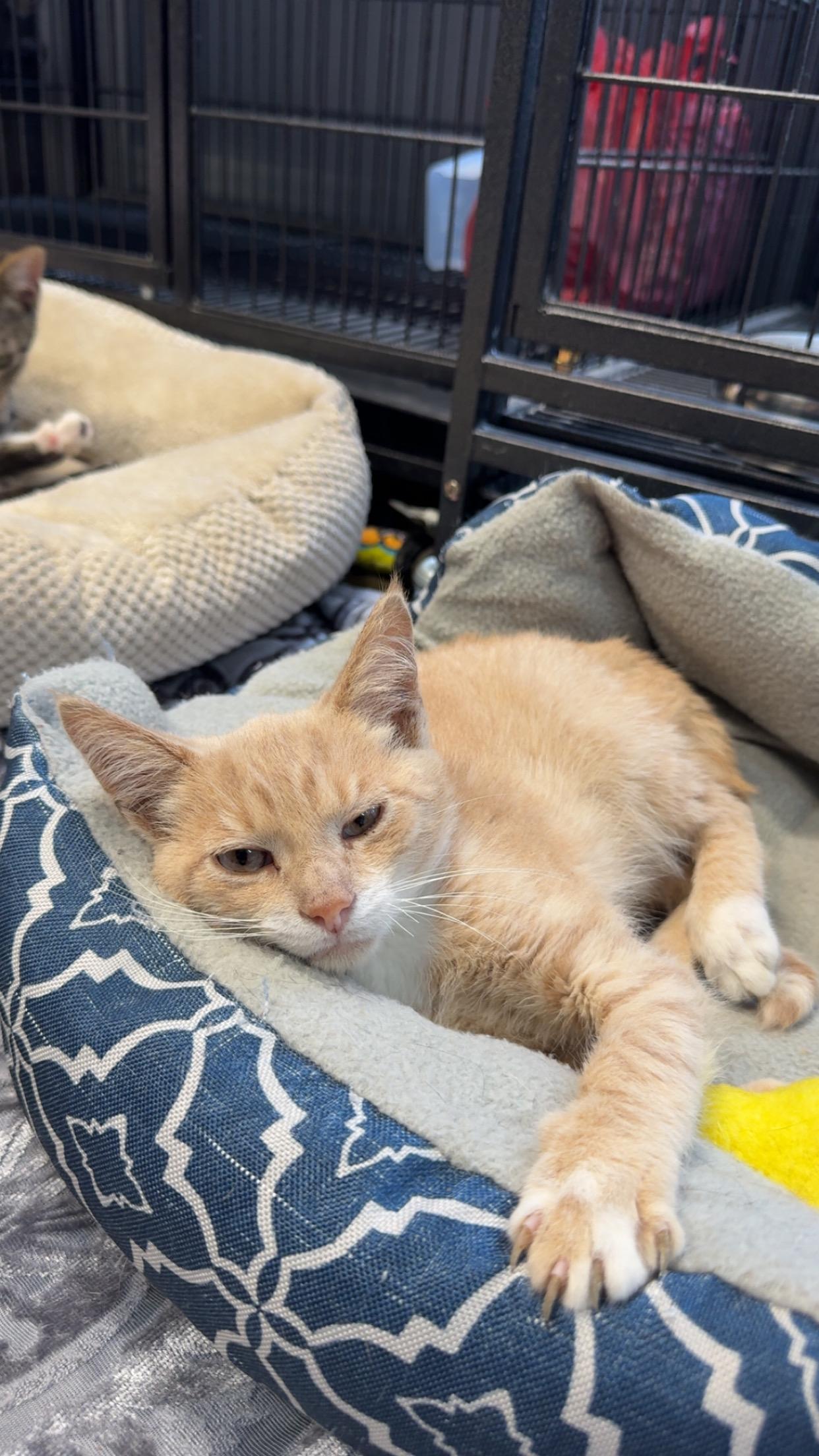 Almond, Adopted, Young Male Domestic Medium Hair.