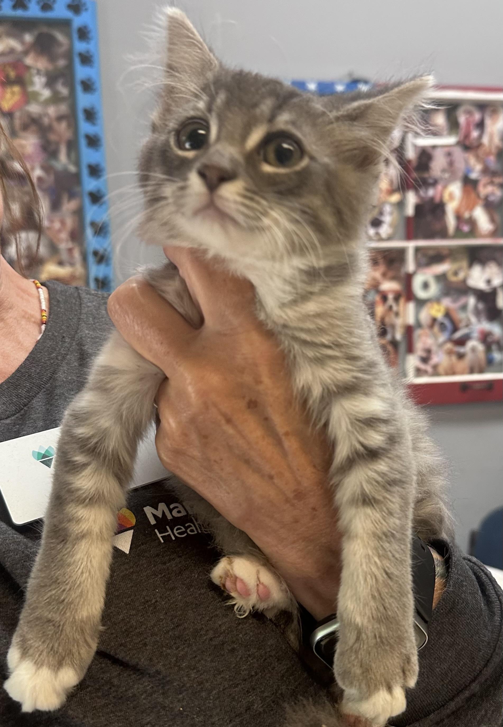 Gizmo, Adopted, Young Male Domestic Medium Hair.