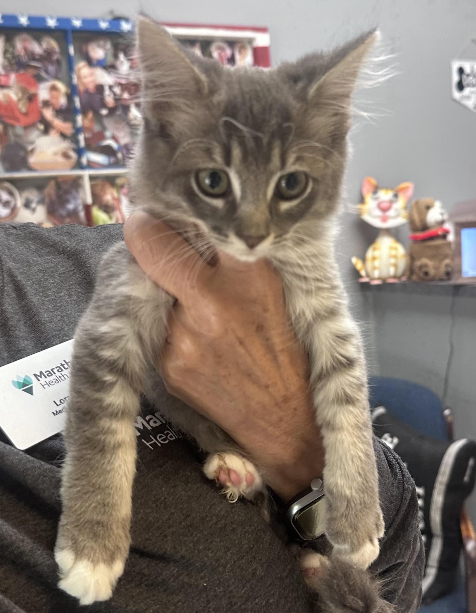 Enlarge Gizmo, a Adopted Domestic Medium Hair in Dyersburg, TN image 3/3