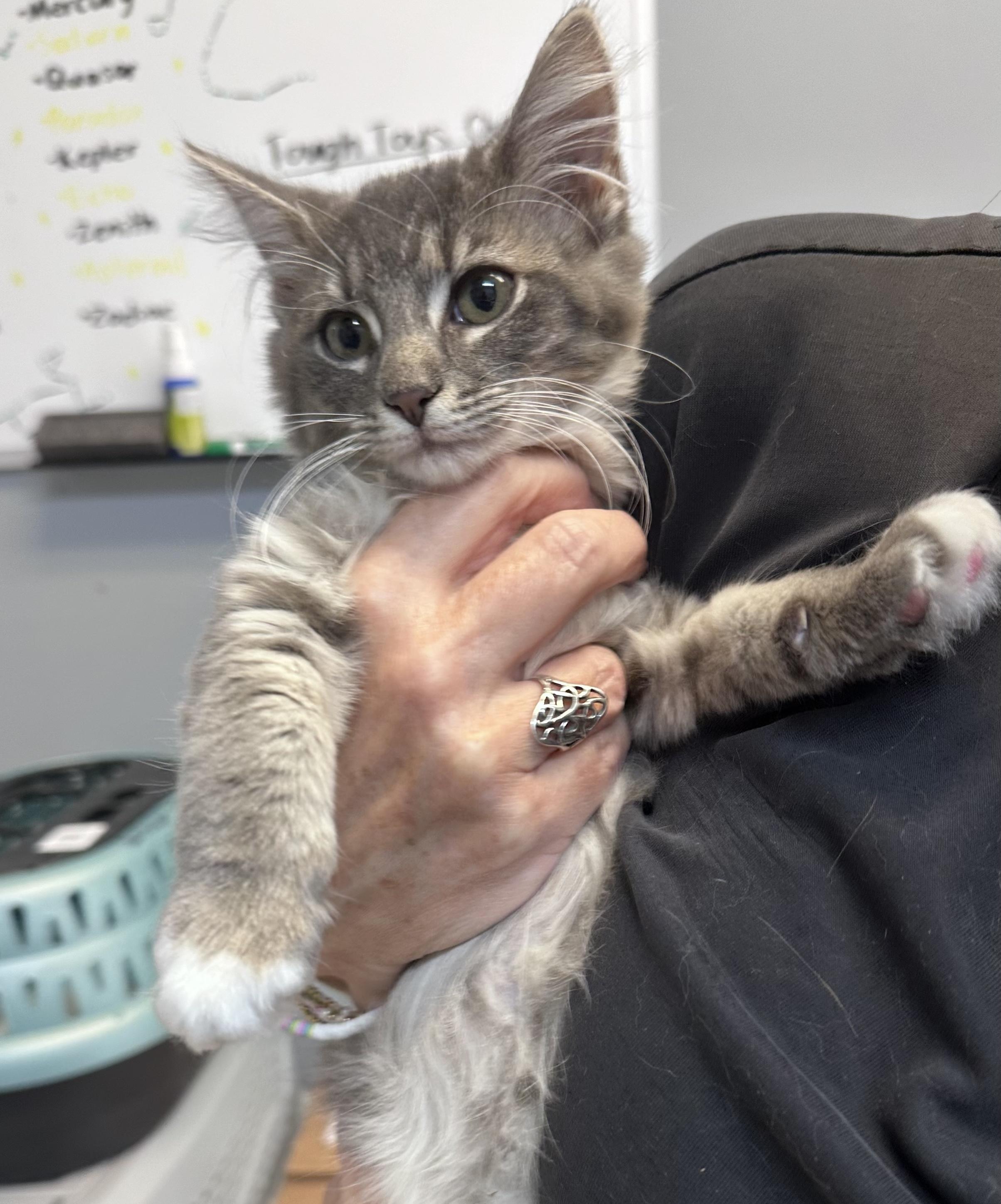 Enlarge Gizmo, a Adopted Domestic Medium Hair in Dyersburg, TN image 2/3