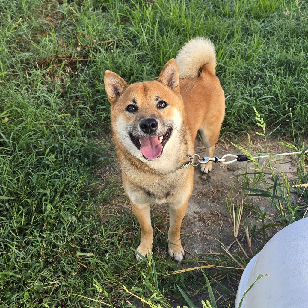 Morris, Adoptable, Young Male Shiba Inu.