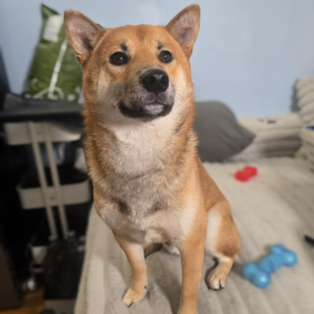Enlarge Morris, a Adoptable Shiba Inu in Jarrettsville, MD image 2/6