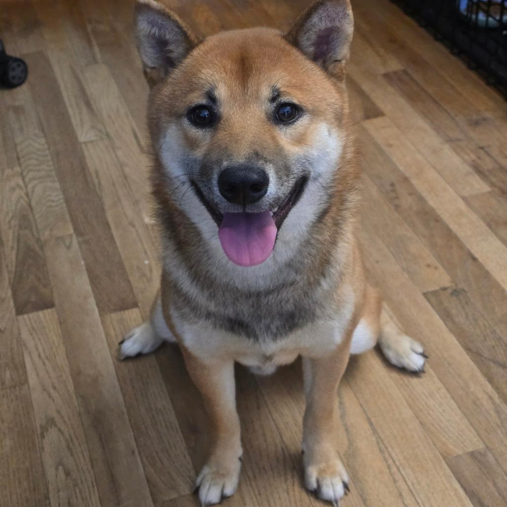 Enlarge Morris, a Adoptable Shiba Inu in Jarrettsville, MD image 3/6