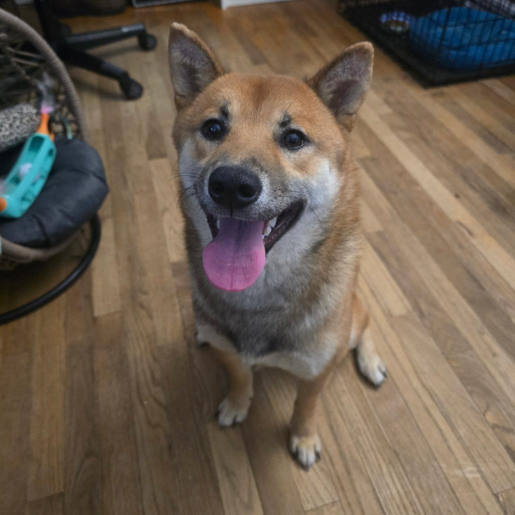 Enlarge Morris, a Adoptable Shiba Inu in Jarrettsville, MD image 4/6