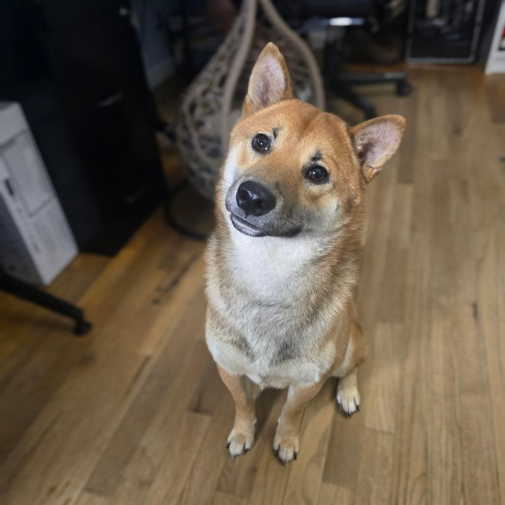 Enlarge Morris, a Adoptable Shiba Inu in Jarrettsville, MD image 5/6