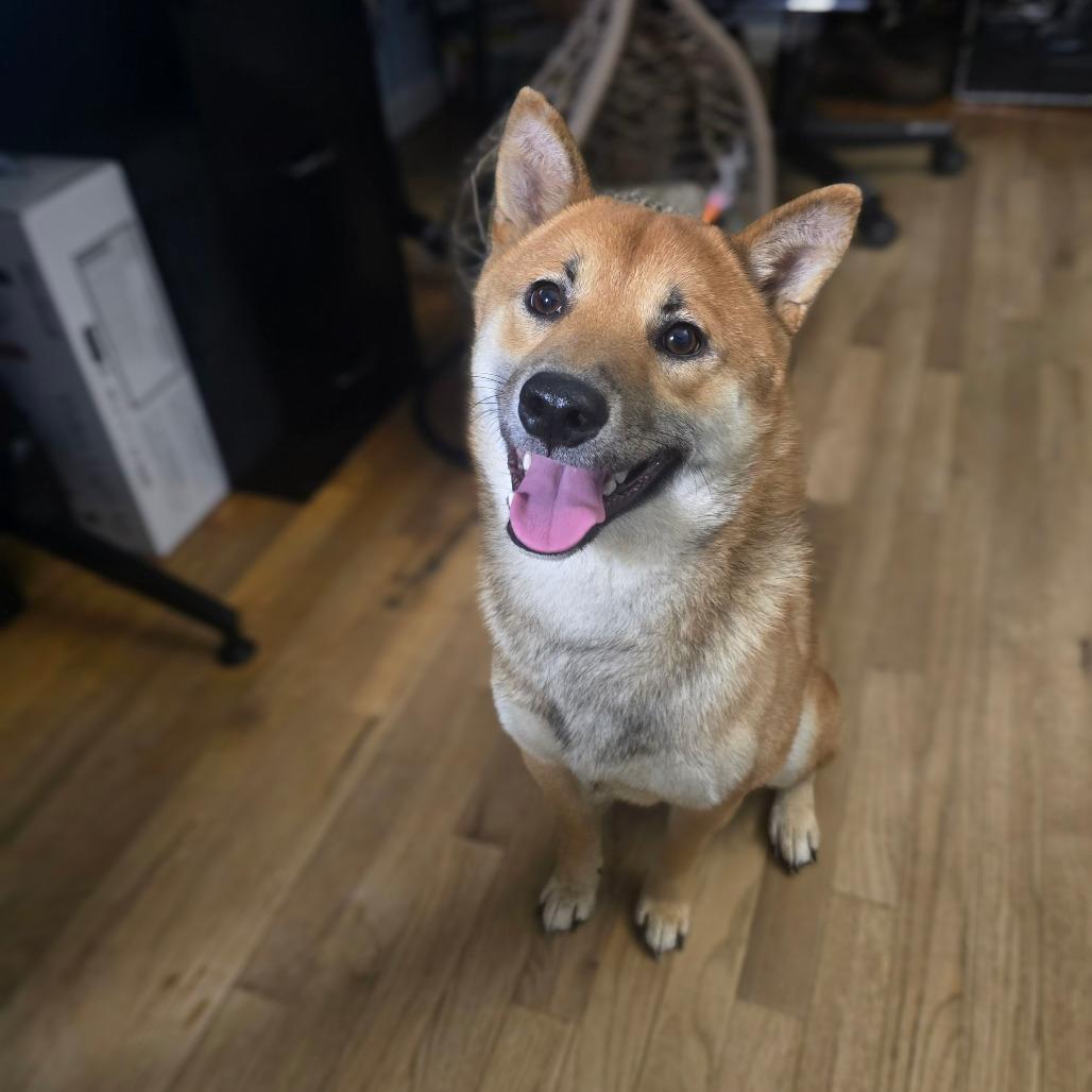 Enlarge Morris, a Adoptable Shiba Inu in Jarrettsville, MD image 6/6