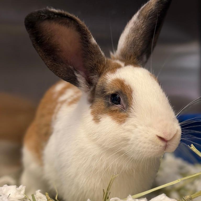 Cinnamon photo