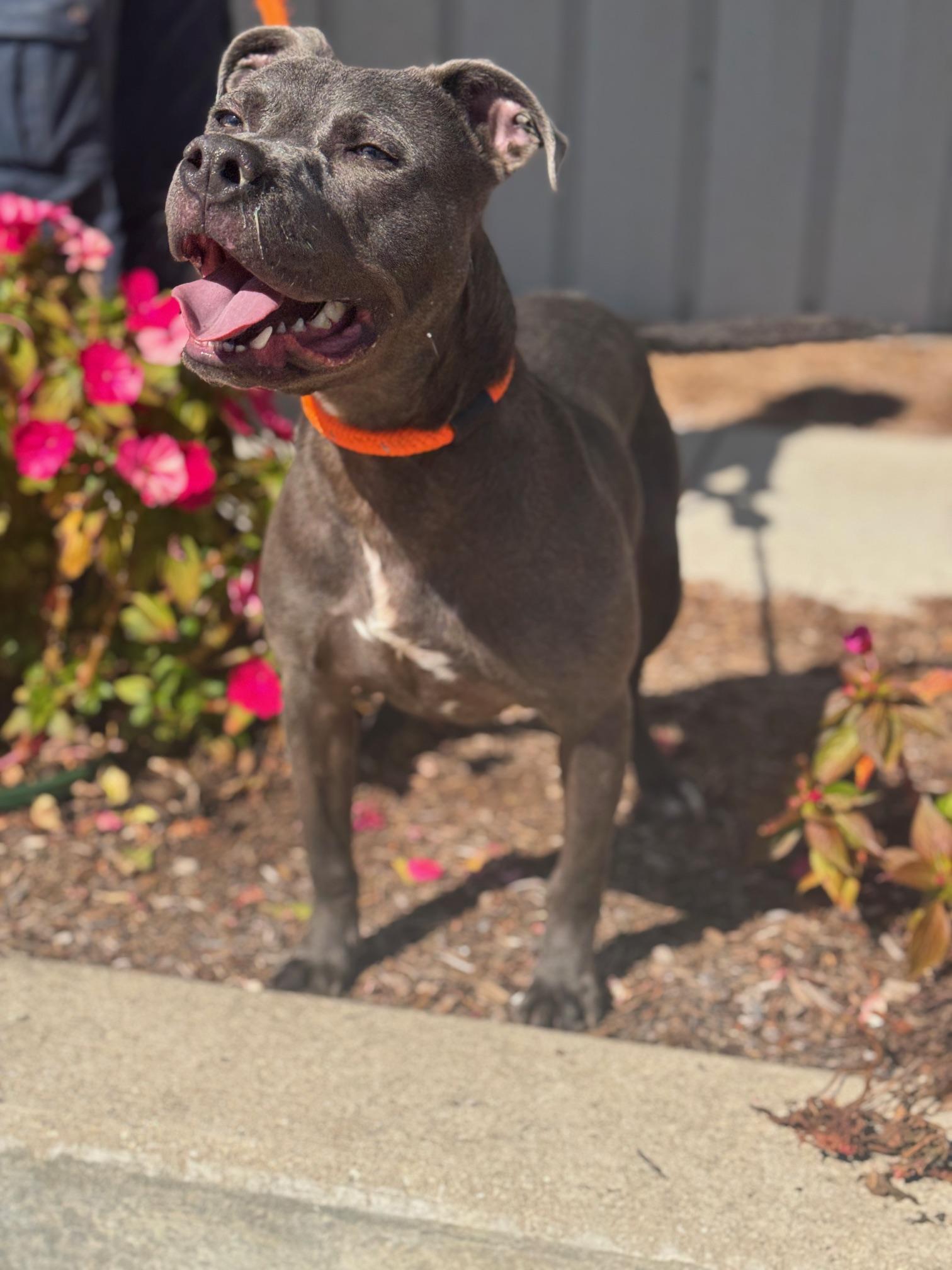 Enlarge Puck, a Adoptable mixed breed in Benton Harbor, MI image 4/5