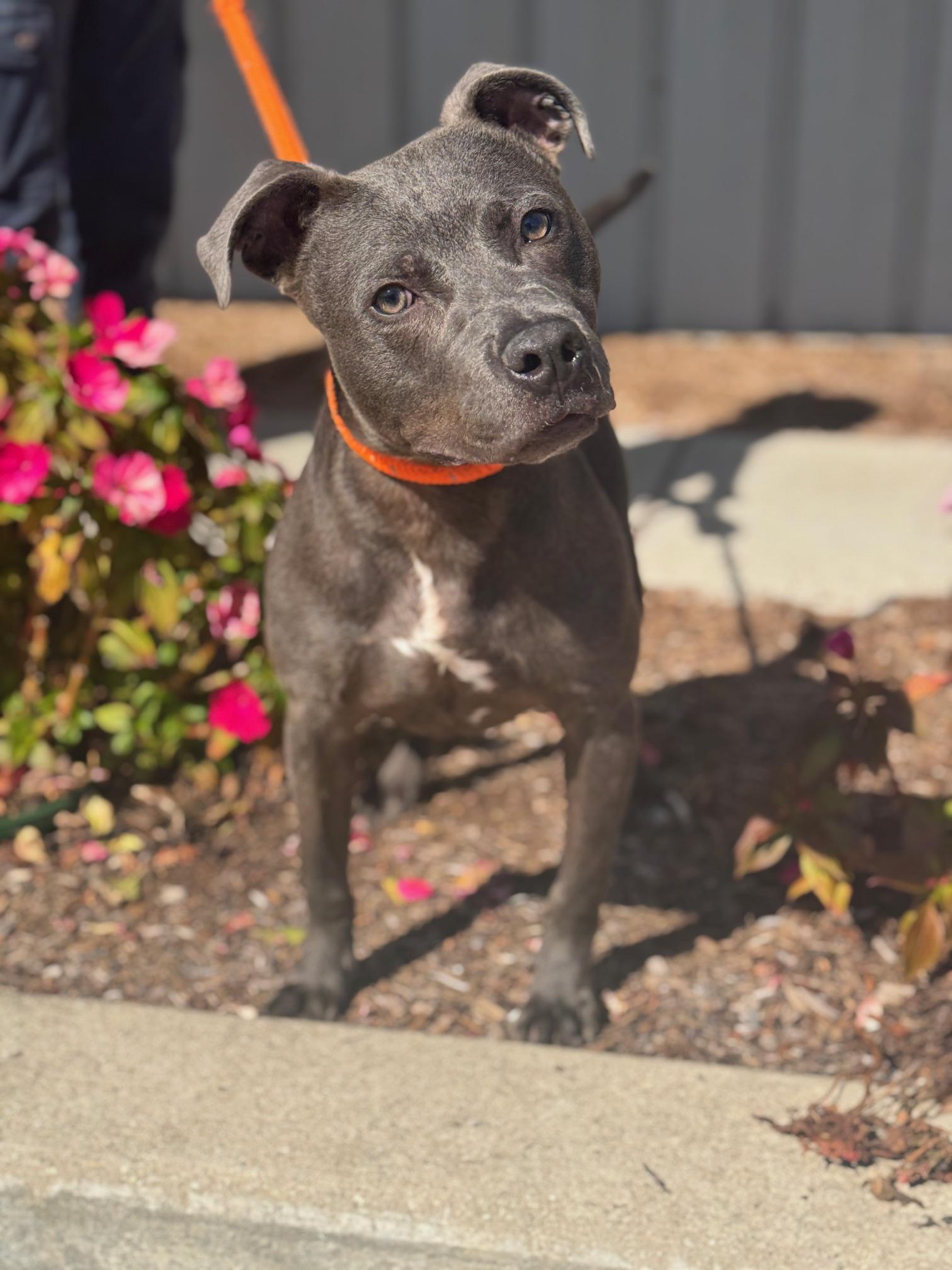 Enlarge Puck, a Adoptable mixed breed in Benton Harbor, MI image 3/5