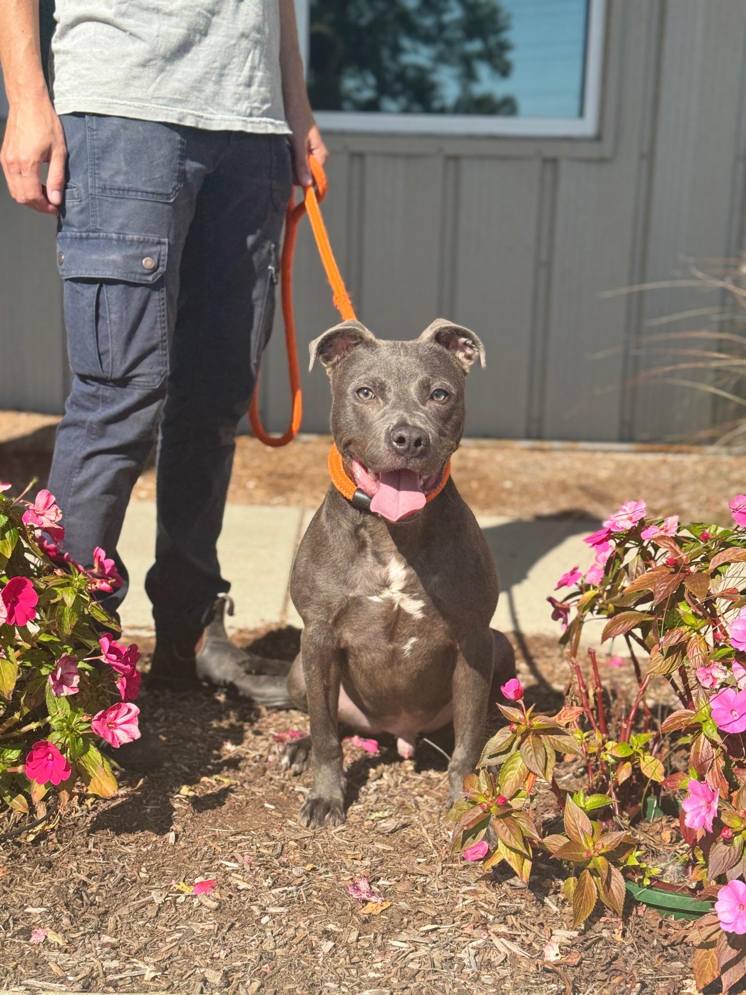 Enlarge Puck, a Adoptable mixed breed in Benton Harbor, MI image 2/5