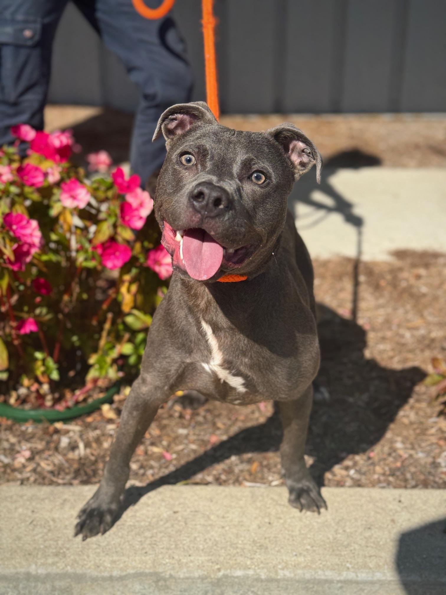 Enlarge Puck, a Adoptable mixed breed in Benton Harbor, MI image 1/5