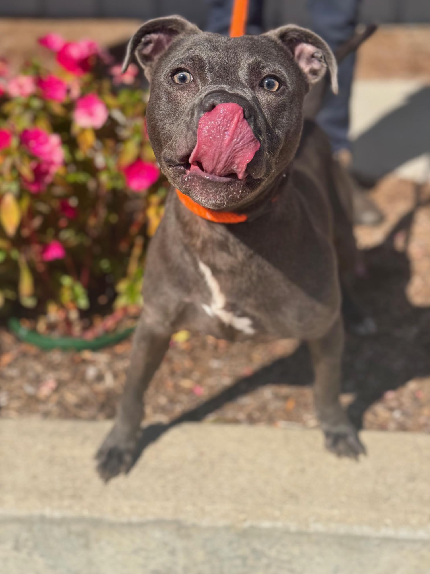 Enlarge Puck, a Adoptable mixed breed in Benton Harbor, MI image 5/5