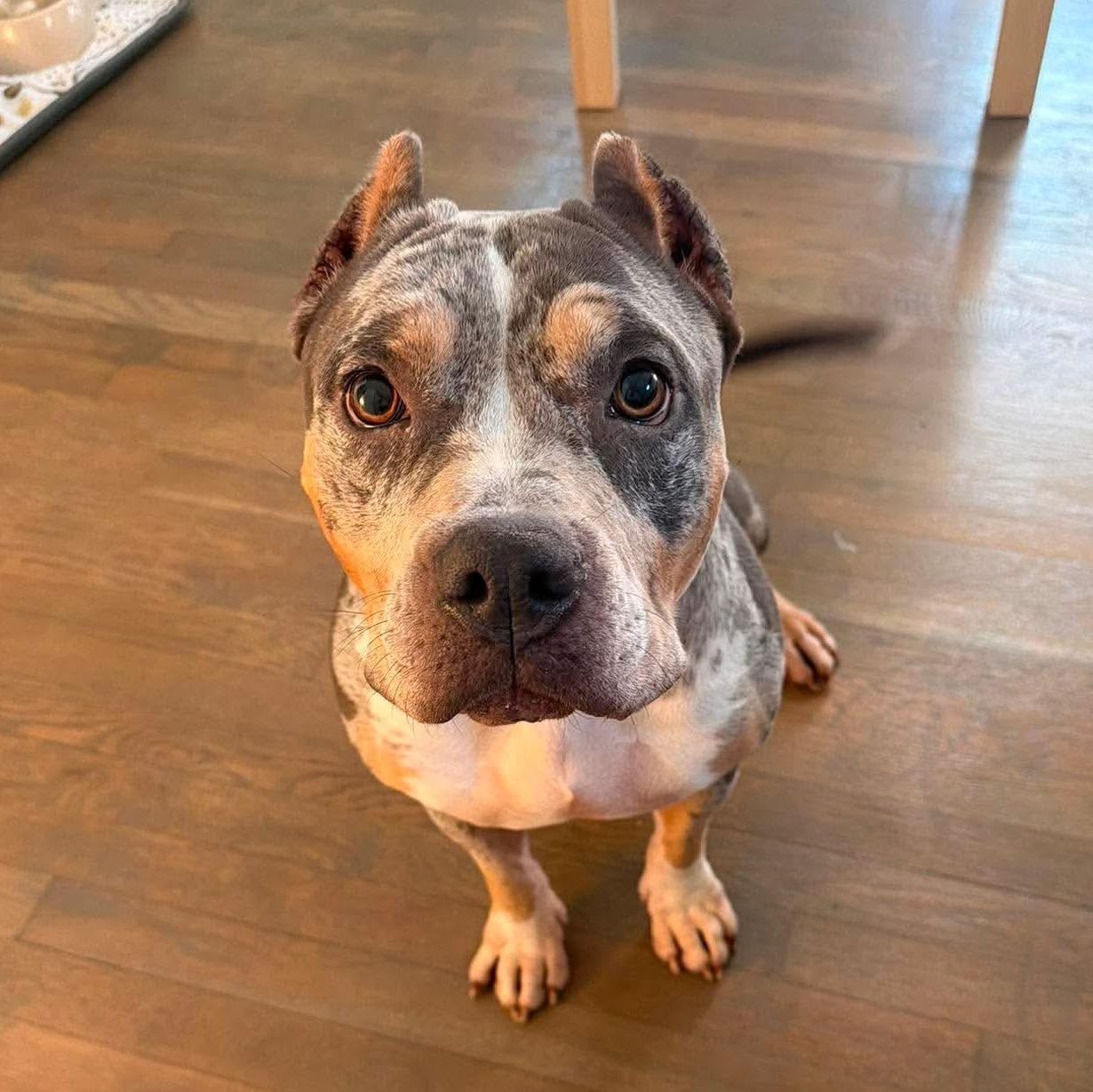Sage, Adoptable, Adult Female Pit Bull Terrier.