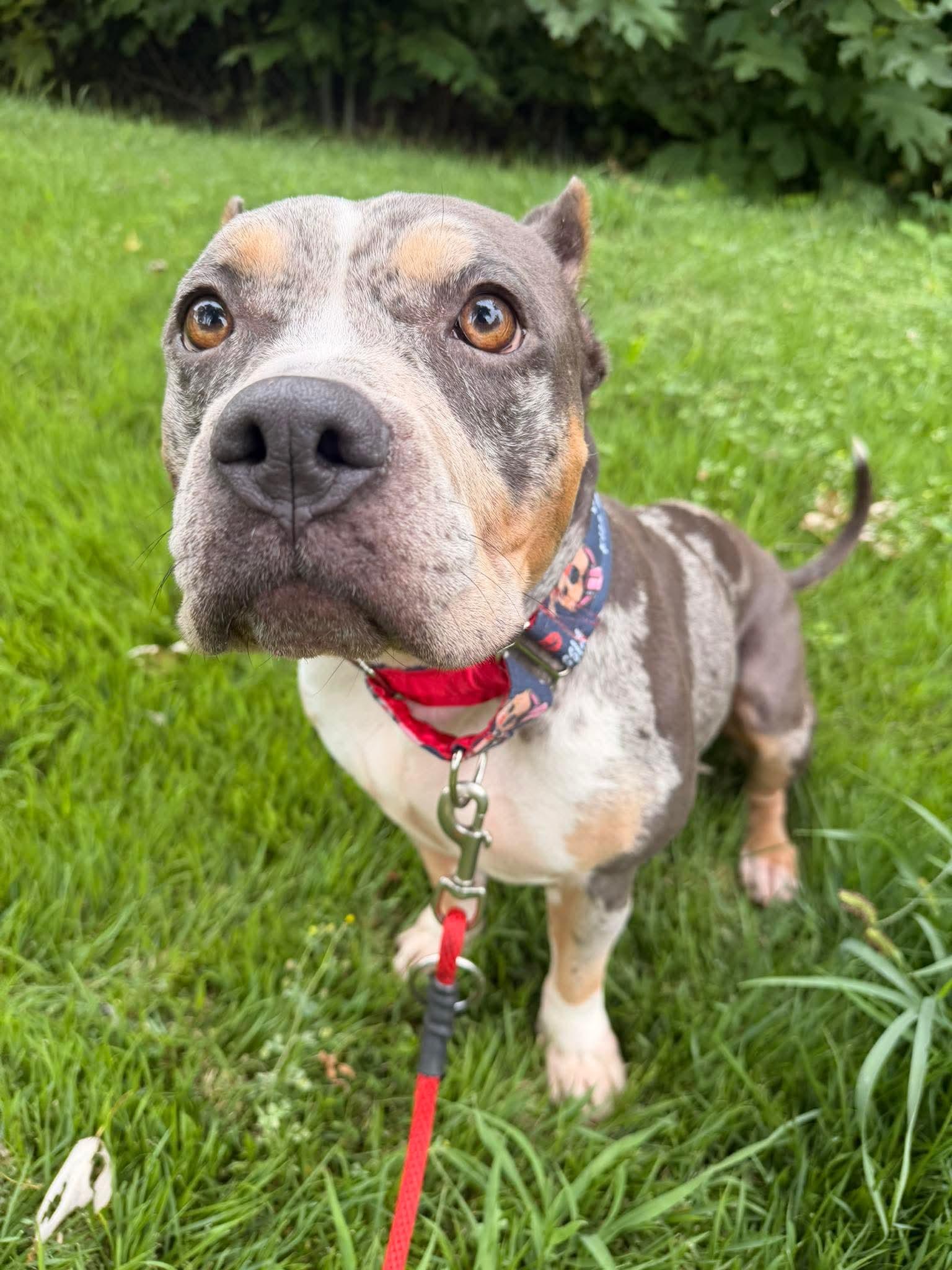 Enlarge Sage, a Adoptable Pit Bull Terrier in Raytown, MO image 4/6