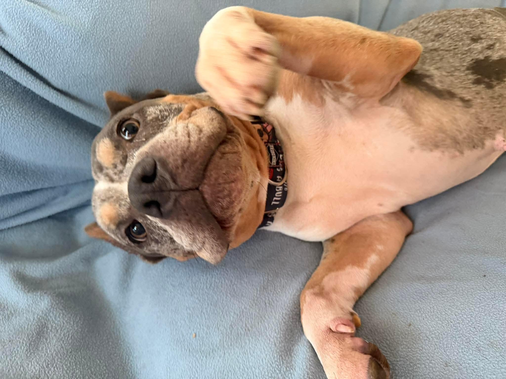 Enlarge Sage, a Adoptable Pit Bull Terrier in Raytown, MO image 5/6