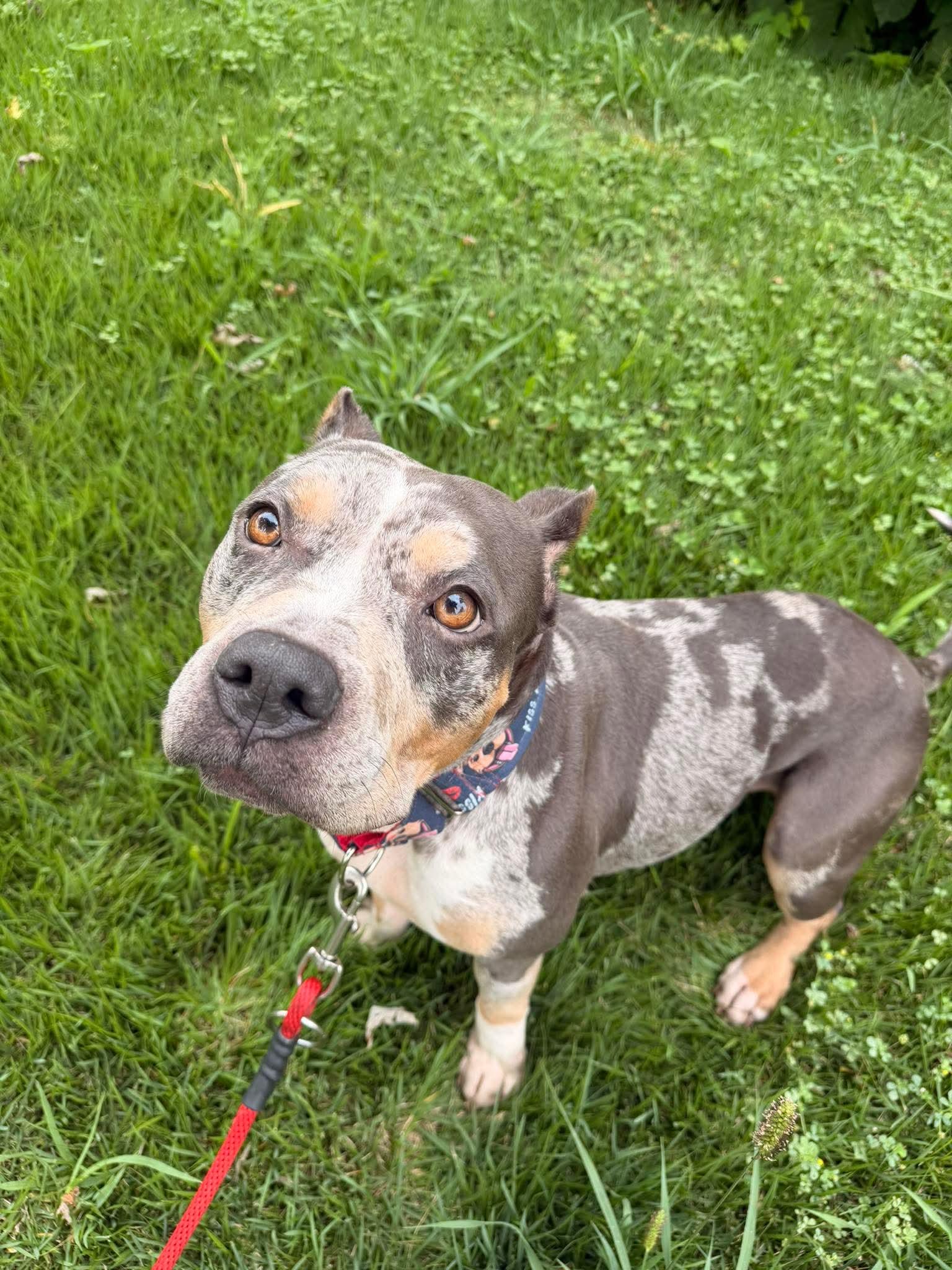 Enlarge Sage, a Adoptable Pit Bull Terrier in Raytown, MO image 6/6