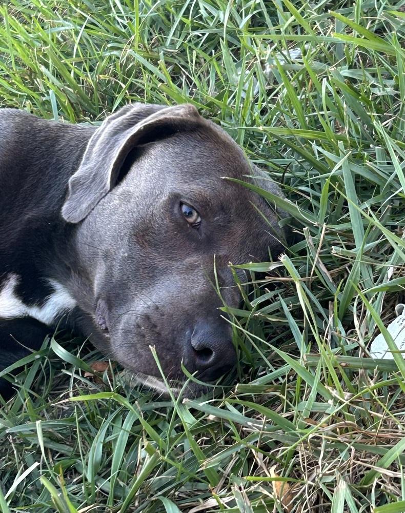 Misty, a Adoptable mixed breed in Brownstown, IN image 1/4