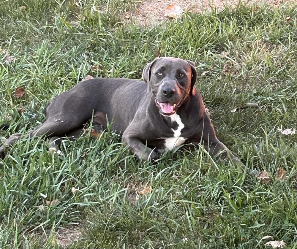 Misty, a Adoptable mixed breed in Brownstown, IN image 2/4