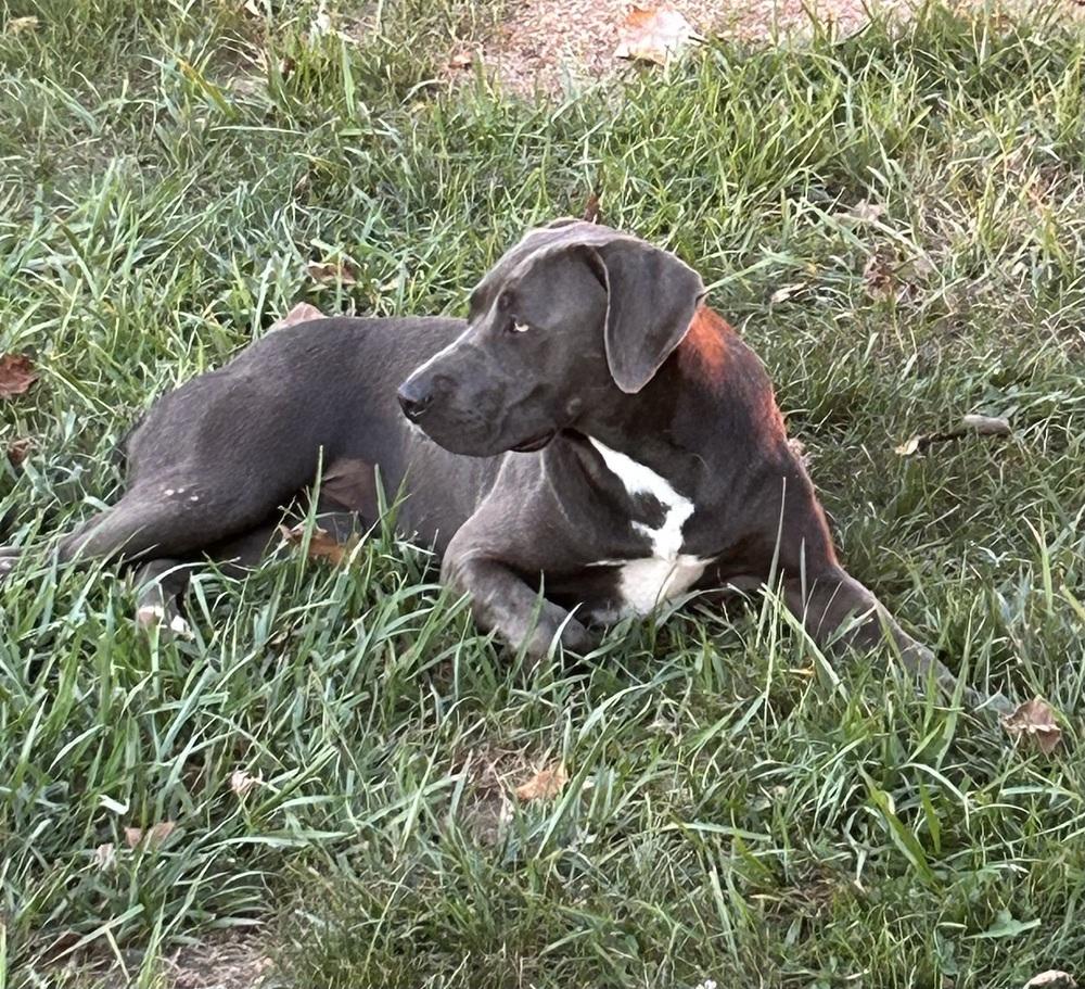Misty, a Adoptable mixed breed in Brownstown, IN image 4/4