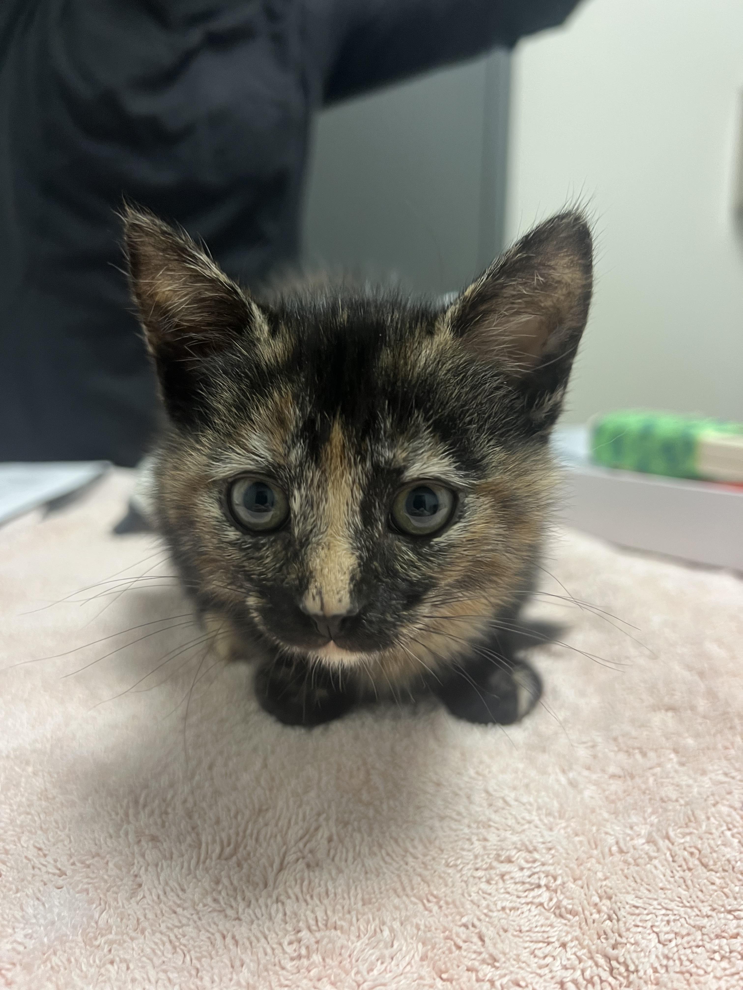 Enlarge Snickers, a Adopted mixed breed in Chico, CA image 1/1