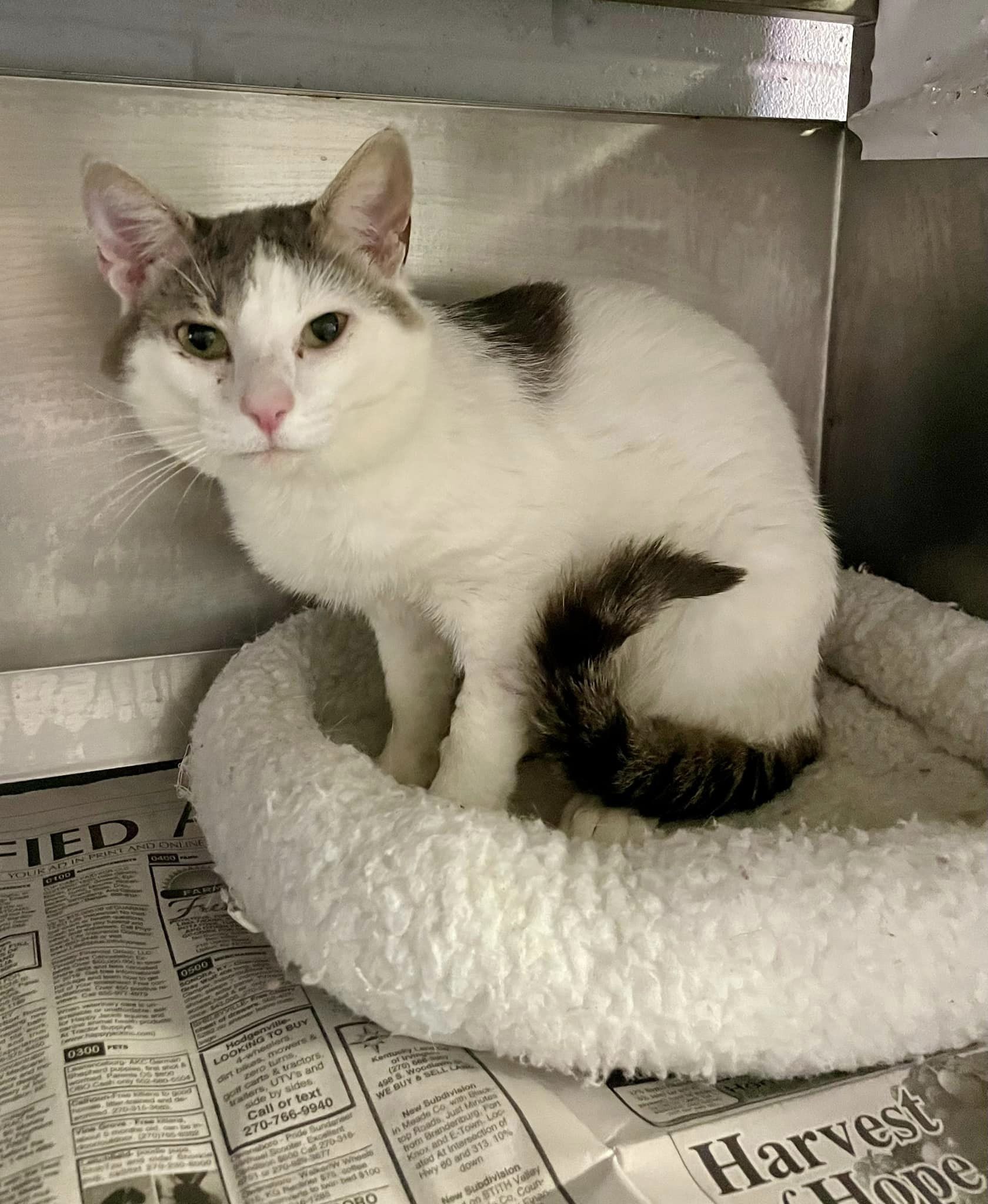 Cat for adoption Mr. Wilson, a Domestic Short Hair in Cynthiana, KY