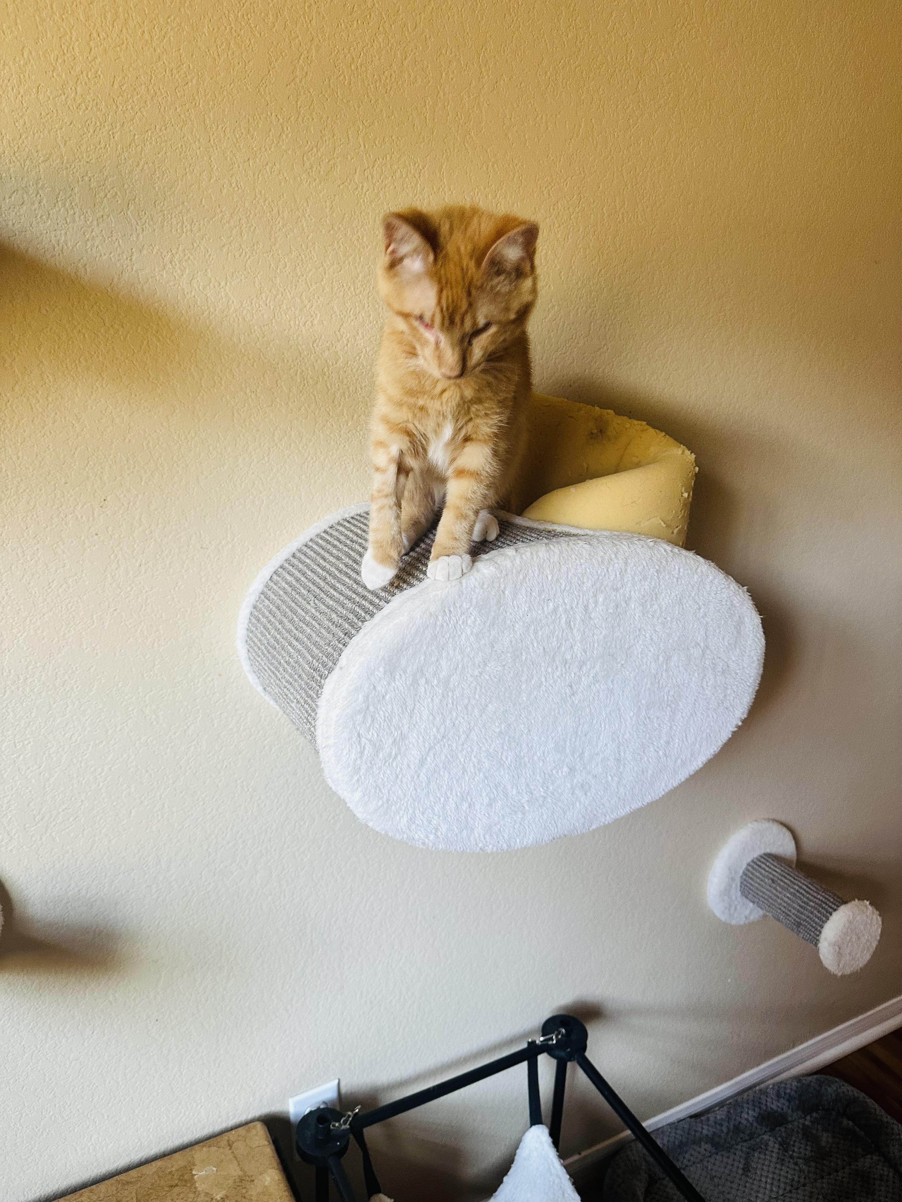 Scout