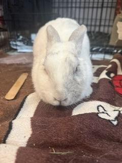 Snowball, ADOPTABLE, Adult Female American.