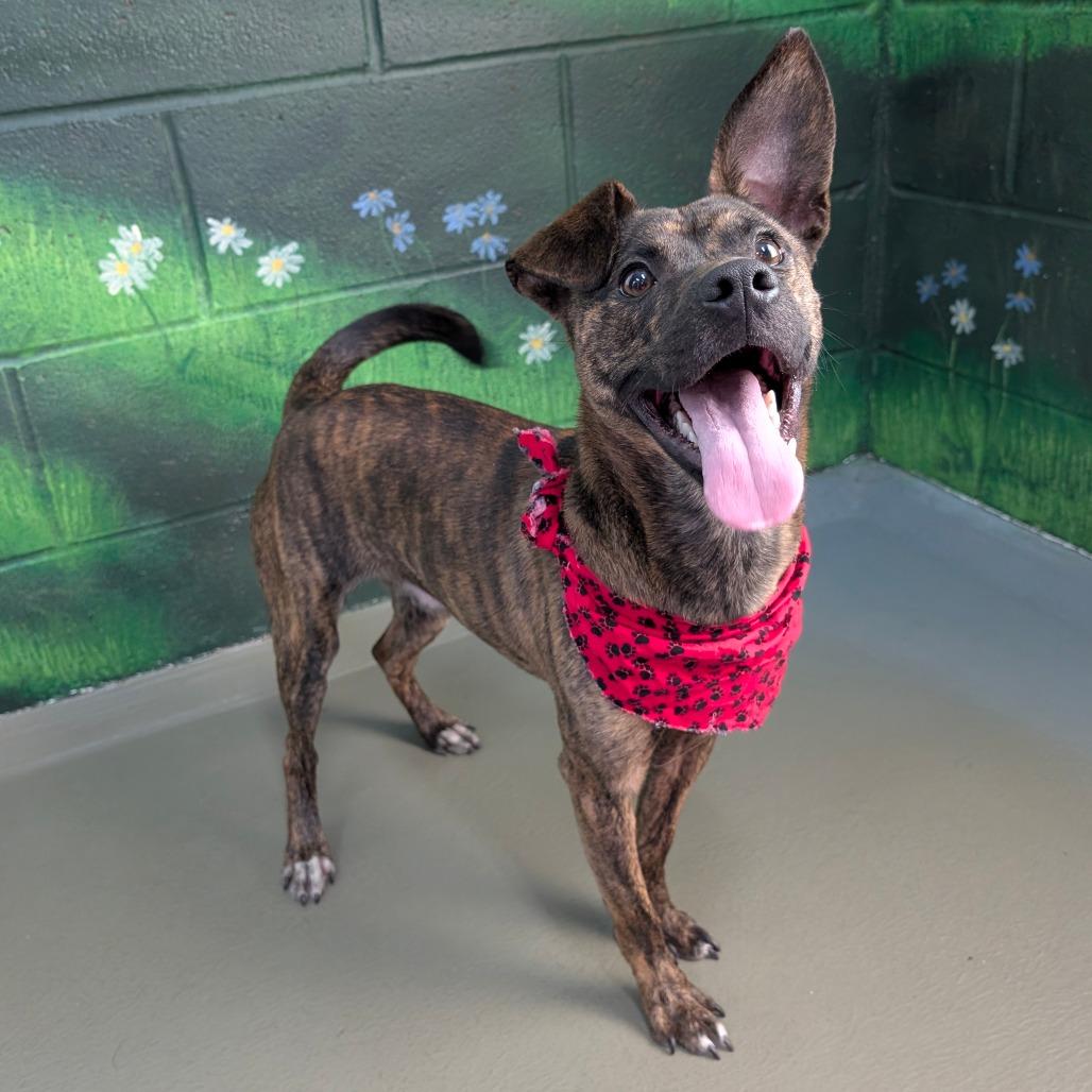 Creacher, a Adoptable Mixed Breed in Walnut Cove, NC image 1/5