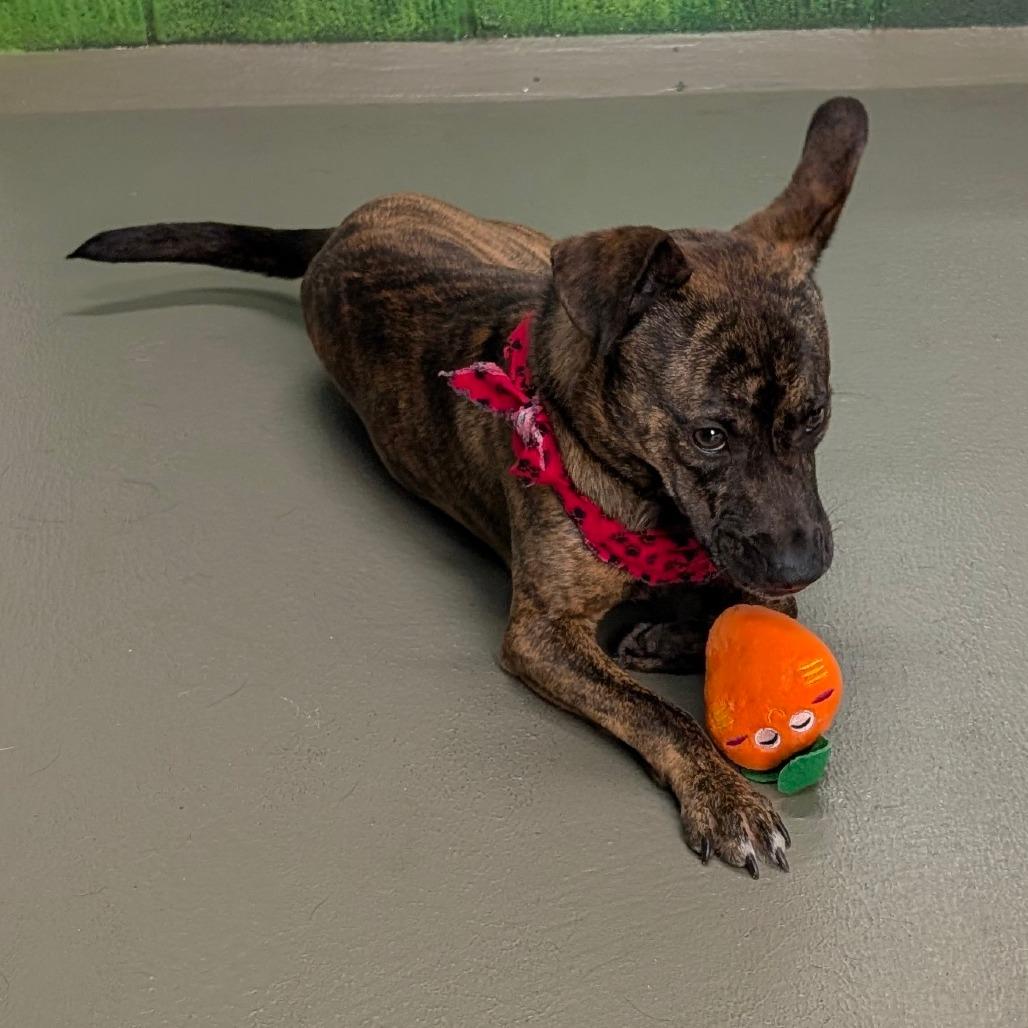 Creacher, a Adoptable Mixed Breed in Walnut Cove, NC image 2/5