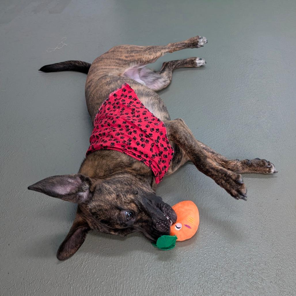 Creacher, a Adoptable Mixed Breed in Walnut Cove, NC image 4/5