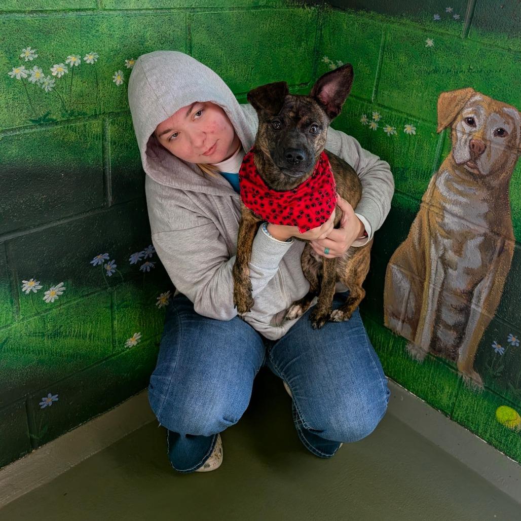 Creacher, a Adoptable Mixed Breed in Walnut Cove, NC image 5/5