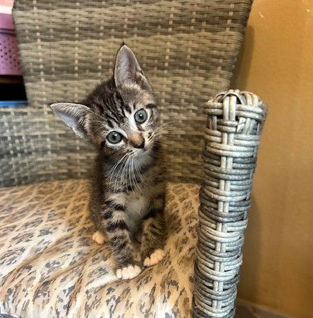 Cassie, Adoptable, Kitten Female Domestic Short Hair.